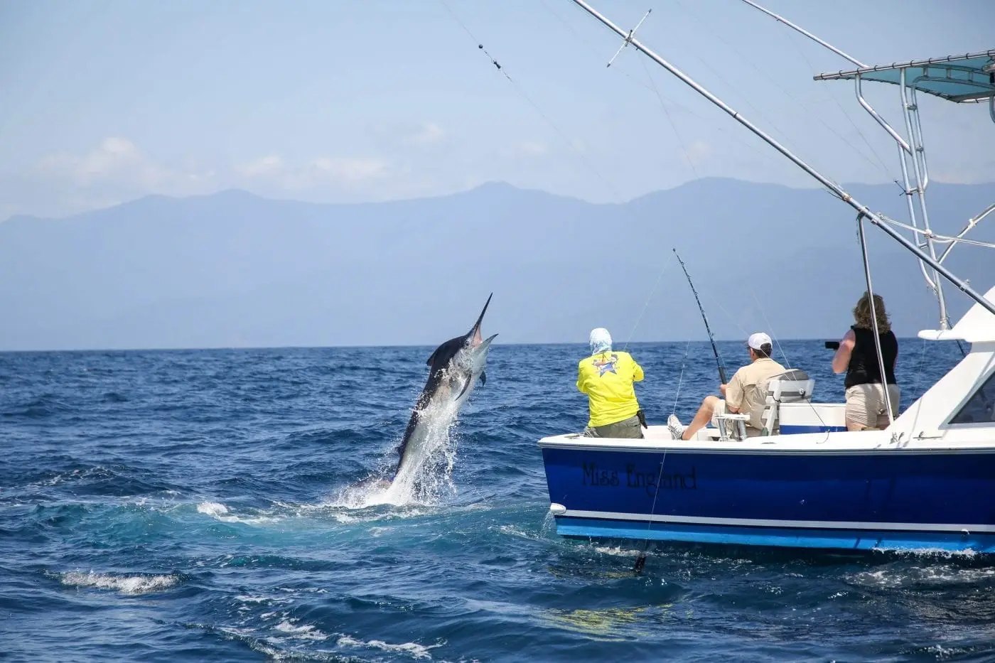 Marlin and Rainforest
