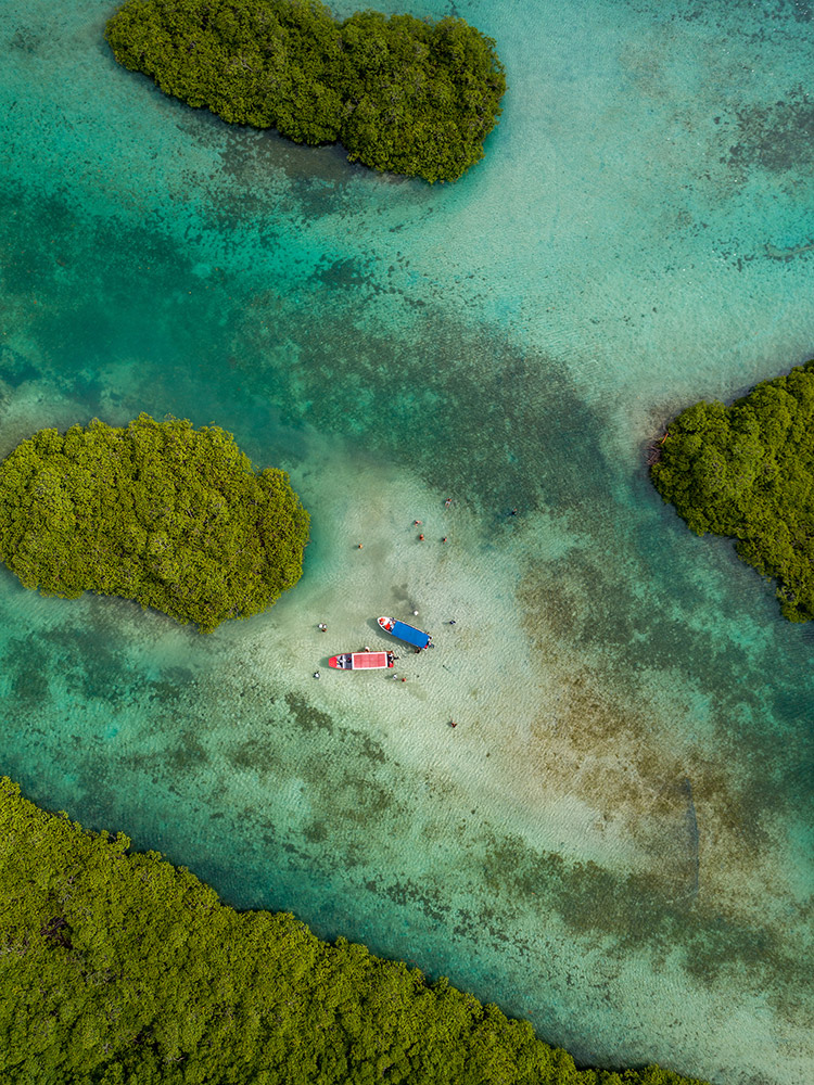 Traditional canoe beneath palm trees facing the sea
